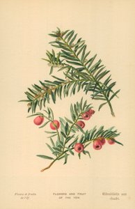 Bloemen en Vruchten van de Taxus