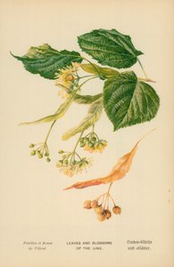Bladeren en Bloesems van de Linde