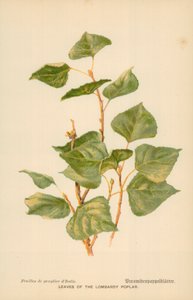 Bladeren van de Lombardische populier door William Henry James Boot