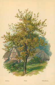 Peer
