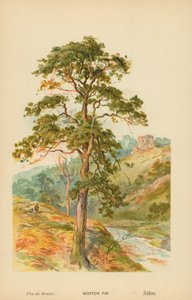 Grove Den door William Henry James Boot