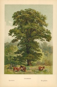 Esdoorn