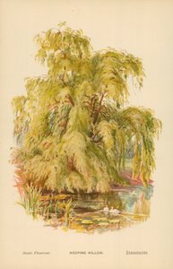 Treurwilg door William Henry James Boot