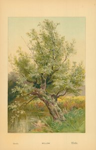 Wilg door William Henry James Boot