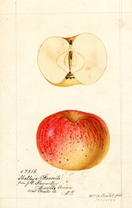 Shelleys favoriete appels (Malus domestica) (aquarel) door William Henry Prestele