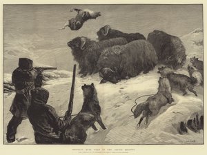 Schieten op muskusossen in de poolgebieden