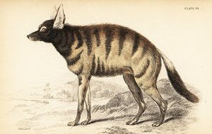 Aardwolf, Proteles cristata (Proteles lalandii, Viverra hyaenoides) door William Home Lizars