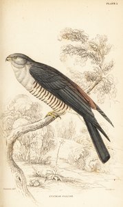 Afrikaanse koekoekshavik of koekoeksvalk, Aviceda cuculoides