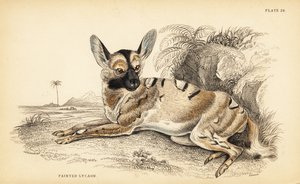 Afrikaanse wilde hond, bedreigd door William Home Lizars