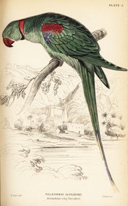 Alexandrijnse parkiet of Alexandrijnse papegaai, Psittacula eupatria door William Home Lizars