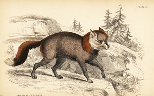 Amerikaanse kruisvos, Vulpes vulpes door William Home Lizars