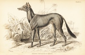 Arabische windhond, Canis lupus familiaris