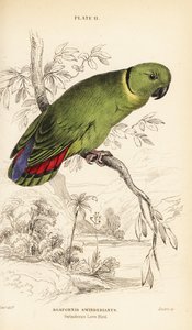 Zwartgekraagde agapornis