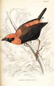Zwartvleugelige rode bisschop, Euplectes hordeaceus (Karmozijngekroonde wever, Euplectes flammiceps) door William Home Lizars