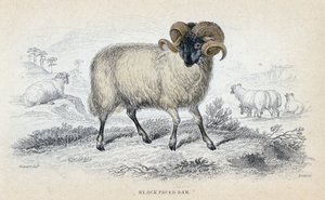 Zwartkopram, midden 19e eeuw door William Home Lizars