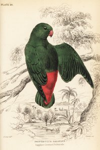 Blauwgekroonde hangpapegaai, Loriculus galgulus door William Home Lizars