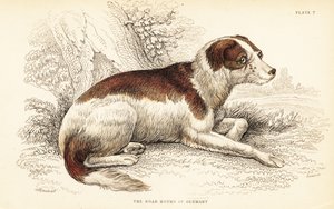 Zwijnenhond van Duitsland door William Home Lizars