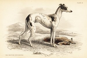 Britse windhond, Canis lupus familiaris door William Home Lizars