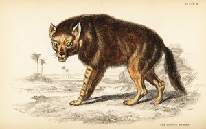 Bruine hyena of strandwolf, Hyaena brunnea (Hyaena fusca) door William Home Lizars
