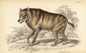 Bruine hyena of strandwolf, Hyaena brunnea door William Home Lizars