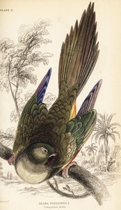 Gravende papegaai of Patagonische conure, Cyanoliseus patagonus door William Home Lizars
