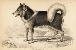 Canadese eskimohond of qimmiq, Canis lupus familiaris door William Home Lizars