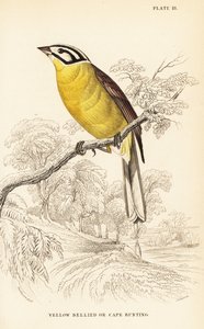 Kaapse gors, Emberiza capensis (Geelbuikgors, Fringillaria capensis) door William Home Lizars