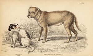 Dragerhond van de Indianen of de Techichi van Mexico, voorouder van de chihuahua, en een jonge Alco hond in Mexico