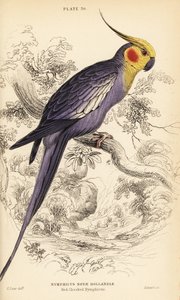 Valkparkiet, Nymphicus hollandicus