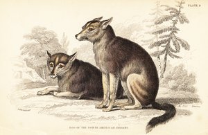 Coyote, Canis latrans door William Home Lizars