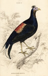 Gekuifde vuurrug, Lophura ignita, mannetje (De Macartney-haan, Euplocomus ignitus) door William Home Lizars