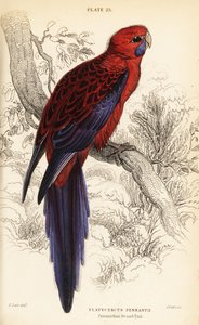 Crimson rosella, Platycercus elegans door William Home Lizars