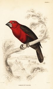 Rode zaadkraker, Pyrenestes sanguineus sanguineus (Rode notenkraker, Pirenestes sanguineus)