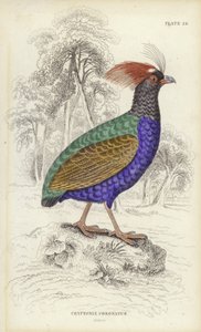 Cryptonix Coronatus door William Home Lizars