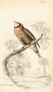 Bandvink of lintvink, Amadina fasciata door William Home Lizars