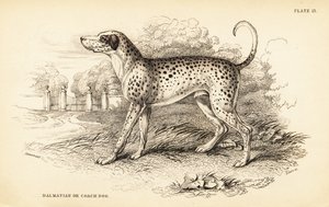 Dalmatische hond of koetshond