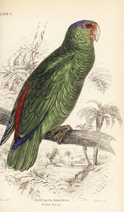 Feestelijke amazone, Amazona festiva