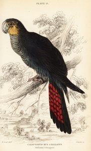 Glanzende zwarte kaketoe, Calyptorhynchus lathami