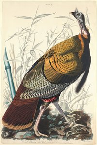 Grote Amerikaanse haan, 1827