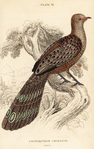 Grijze pauwfazant of Birmese pauwfazant, Polyplectron bicalcaratum door William Home Lizars