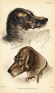 Hoofden van een hertenhond en bloedhond, Canis lupus familiaris (Canis sagaces en Canis sanguinarius) door William Home Lizars