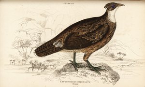 Himalaya monal, vrouwtje, Lophophorus impejanus (Impeyan lophophorus, Lophophorus impeyanus) door William Home Lizars