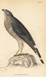 Hagedisbuizerd, Kaupifalco monogrammicus