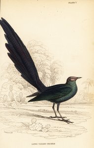 Langstaart glansspreeuw, Lamprotornis caudatus door William Home Lizars