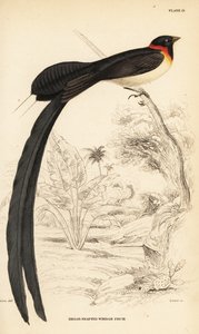 Langstaartparadijs-wida, Vidua paradisaea