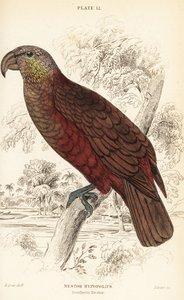 Nieuw-Zeelandse kaka, Nestor meridionalis