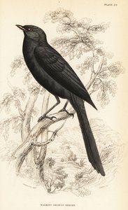Noordelijke zwartvliegenvanger, Melaenornis edolioides