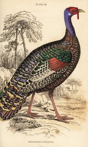 Ocellated kalkoen door William Home Lizars