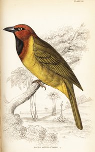 Olijfnapewever of rondvleugelwever, Ploceus brachypterus
