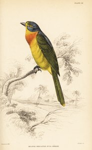 Oranje-borst bosklauwier of zwavelborst bosklauwier, Chlorophoneus sulfureopectus door William Home Lizars
